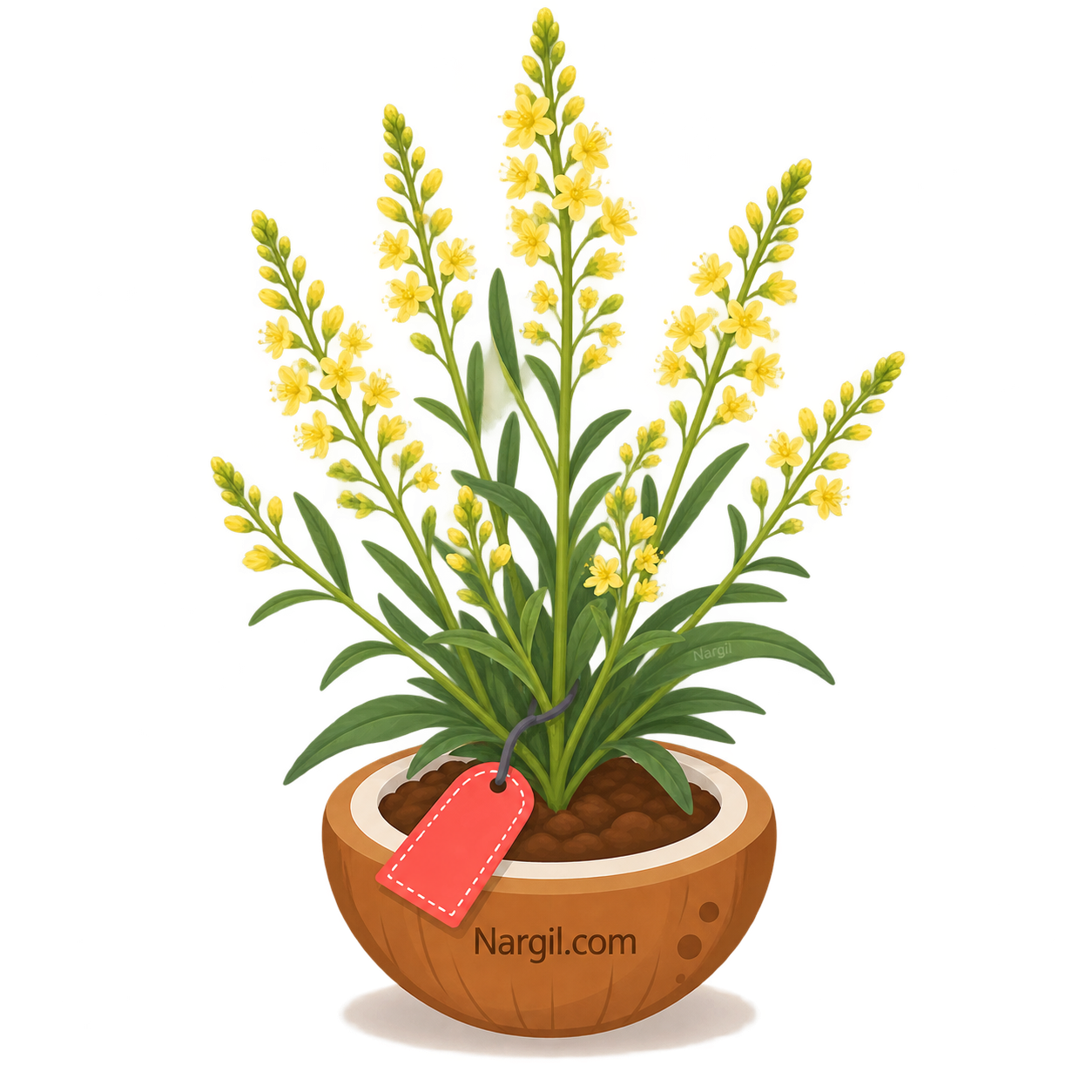 Nargil_Reseda Lutea